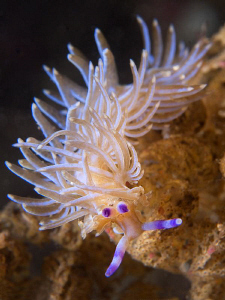 Pteraeolidia ianthina, juvenile. Bare Island, Botany Bay by Doug Anderson 